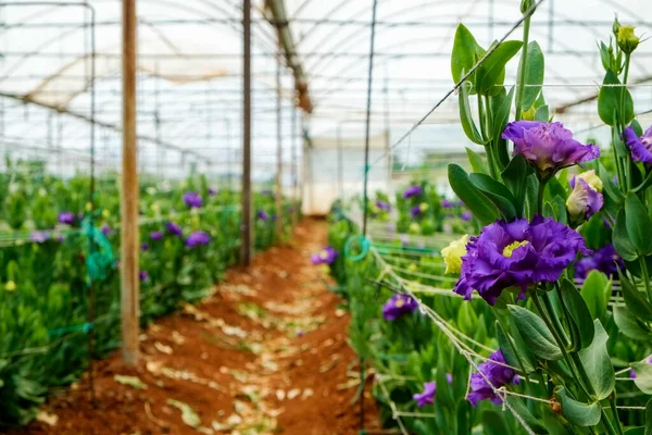 Gyönyörű Színes Eustoma Virágok Nőnek Belül Üvegház Dekoratív Növényeket Termesztenek — Stock Fotó