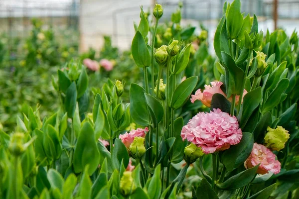 Gyönyörű Színes Eustoma Virágok Nőnek Belül Üvegház Dekoratív Növényeket Termesztenek — Stock Fotó