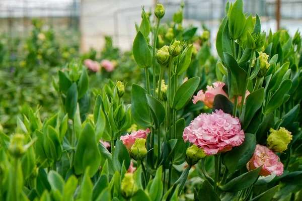 温室里生长着美丽多彩的桉树花 装饰植物种植在一个大温室里 复制空间 — 图库照片