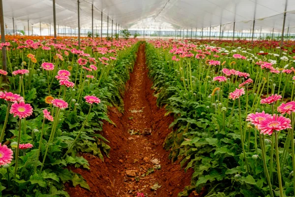 Gyönyörű Színes Gerbera Virágok Nőnek Belül Üvegház Afrikai Százszorszépeket Termesztenek — Stock Fotó