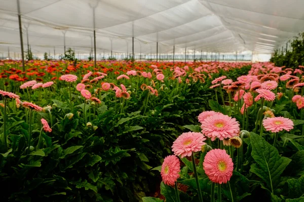 Gyönyörű Színes Gerbera Virágok Nőnek Belül Üvegház Afrikai Százszorszépeket Termesztenek — Stock Fotó