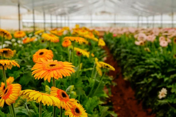 Gyönyörű Színes Gerbera Virágok Nőnek Belül Üvegház Afrikai Százszorszépeket Termesztenek — Stock Fotó