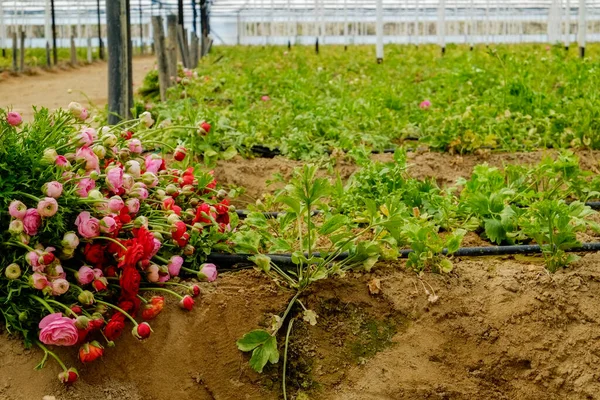 Gyönyörű Színes Ranunculus Virágok Nőnek Belül Üvegház Egy Nagy Üvegházban — Stock Fotó