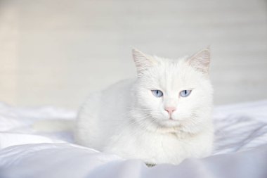 Mavi gözlü sevimli beyaz Türk Angora kedisi evde tembellik ediyor. Güzel safkan uzun saçlı kedicik. Kapat, kopyala boşluk, arkaplan.