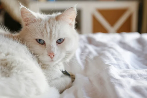 Adorable White Turkish Angora Cat Blue Eyes Being Lazy Home — Stock Photo, Image