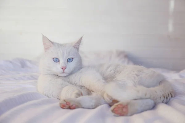 Schattige Witte Turkse Angora Kat Met Blauwe Ogen Luie Thuis — Stockfoto