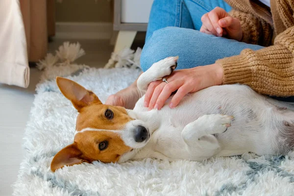 Cropped shot of young woman playing with her jack russell terrier puppy on the floor. Young doggy lying on the back getting a belly rub by its owner. Close up, copy space.