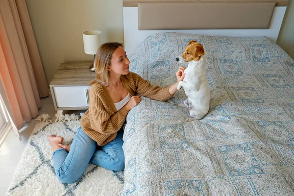 描述年轻美丽的嬉皮士女人坐在地板上 在一家爱抚宠物的酒店房间里和她可爱的杰克 鲁塞尔的宠物狗玩耍 复制空间 — 图库照片