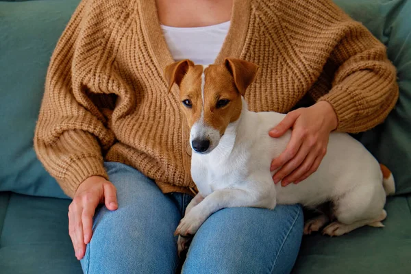 Tapılası Jack Russell Terrier Dişi Sahibini Oturturkenki Görüntüsü Tanımlanamayan Bir — Stok fotoğraf