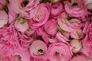 Güzel pembe ranunculus buketi. Görünür taç yaprağı. Parlak çiçek tomurcukları. Üst görünüm, kapat, arkaplan, seçici odak, metin için kopyalama alanı, kırpılmış resim.