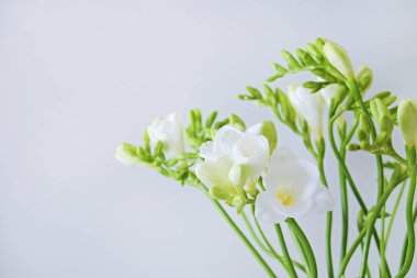 Hassas frezya şişkinliği, gri arka planda bahar bayramı sembolü olarak izole edilmiş. Taze çiçekleri yakın plan çek ve metin için bir sürü fotokopi alanı olsun. Asgari arkaplan.