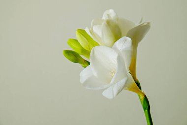 Hassas frezya şişkinliği, gri arka planda bahar bayramı sembolü olarak izole edilmiş. Taze çiçekleri yakın plan çek ve metin için bir sürü fotokopi alanı olsun. Asgari arkaplan.