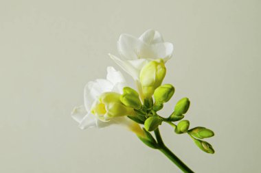 Hassas frezya şişkinliği, gri arka planda bahar bayramı sembolü olarak izole edilmiş. Taze çiçekleri yakın plan çek ve metin için bir sürü fotokopi alanı olsun. Asgari arkaplan.