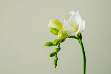 Hassas frezya şişkinliği, gri arka planda bahar bayramı sembolü olarak izole edilmiş. Taze çiçekleri yakın plan çek ve metin için bir sürü fotokopi alanı olsun. Asgari arkaplan.