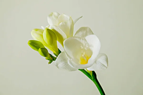 精美的菊花在灰色背景下被分离出来 作为春节假期的象征概念 用大量的文字复制空间来近距离拍摄新鲜的花朵 最低限度的背景 — 图库照片