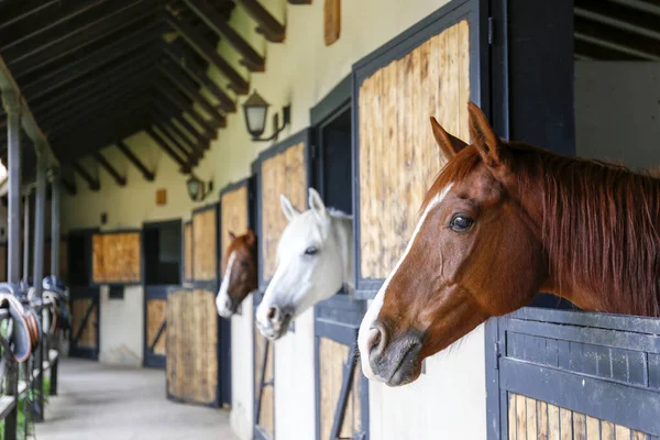 Kopf Des Vollblutpferdes Beim Blick Über Die Hölzernen Stalltüren Nahaufnahme — Stockfoto