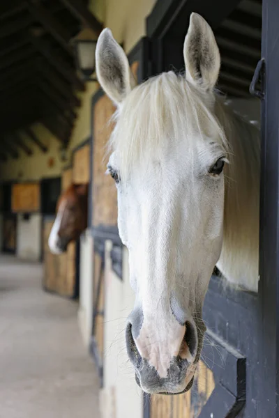 Cabeça Cavalo Puro Sangue Olhando Sobre Portas Estábulo Madeira Fechar — Fotografia de Stock