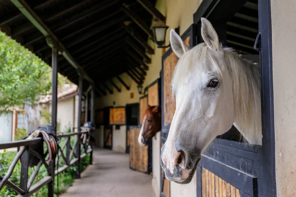 Cabeça Cavalo Puro Sangue Olhando Sobre Portas Estábulo Madeira Fechar — Fotografia de Stock