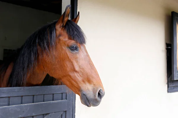 Head of the thoroughbred horse looking over the wooden stable doors. Close up, copy space for text, background.