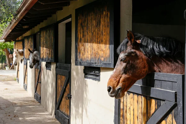 Safkan Atın Başı Ahşap Ahır Kapılarına Bakıyor Kapat Metin Arkaplan — Stok fotoğraf