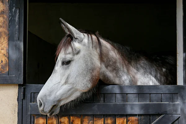 Cabeça Cavalo Puro Sangue Olhando Sobre Portas Estábulo Madeira Fechar — Fotografia de Stock