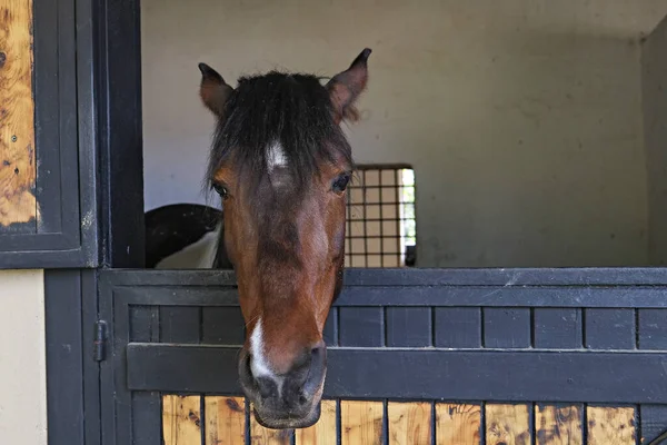 Cabeça Cavalo Puro Sangue Olhando Sobre Portas Estábulo Madeira Fechar — Fotografia de Stock