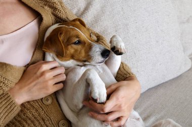 Tapılası Jack Russell Terrier yavrusunun kadın sahibiyle otururken çekilmiş görüntüsü. Tanımlanamayan bir kadın örgü kazak giyiyor ve kucağında sevimli bir köpek olan anne pantolonu giyiyor. Kapat, kopyala boşluk, arkaplan