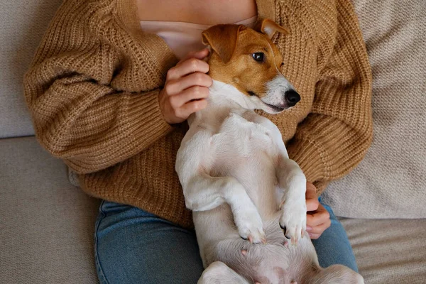 Cropped Shot Adorable Jack Russell Terrier Pup Sitting Its Female — Stock Photo, Image