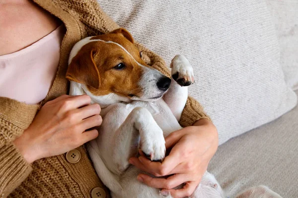 Cortado Tiro Adorable Gato Russell Terrier Cachorro Sentado Con Dueño — Foto de Stock