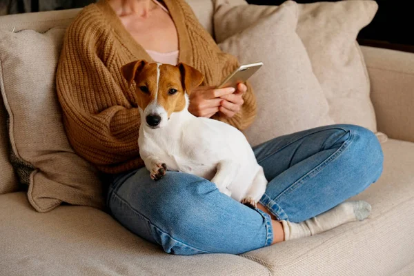 Tapılası Jack Russell Terrier Yavrusunun Kadın Sahibiyle Otururken Çekilmiş Görüntüsü — Stok fotoğraf