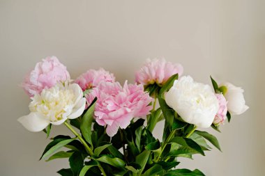 Stüdyoda çekilen güzel şakayık çiçekleri dokulu arka planda ve metin için bir sürü kopya alanı var. Kadınsı çiçek kompozisyonu. Yaklaş, üstten bak, arkaplan, düz yat