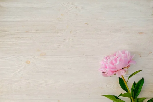 Studioaufnahme Einer Einzelnen Schönen Pfingstrosenblume Auf Weißem Hintergrund Mit Viel — Stockfoto