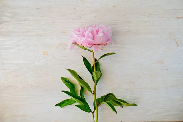 Studioaufnahme Einer Einzelnen Schönen Pfingstrosenblume Auf Weißem Hintergrund Mit Viel — Stockfoto