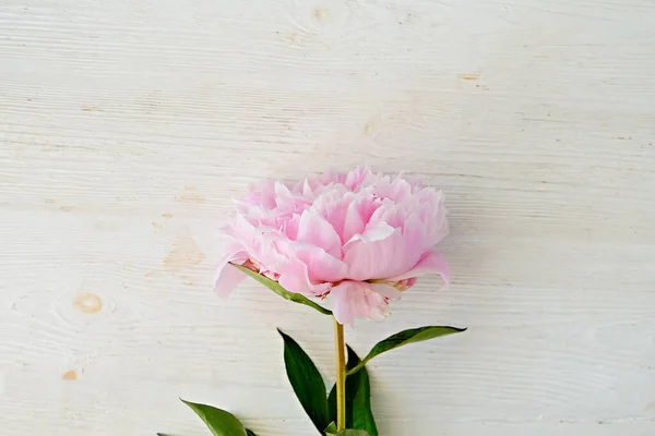 Студійний Знімок Однієї Красивої Квітки Півонії Білому Тлі Великою Кількістю — стокове фото