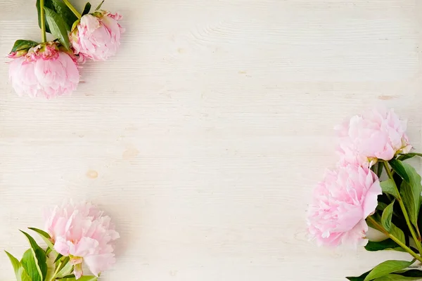 Studioaufnahme Schöner Pfingstrosenblüten Über Strukturiertem Hintergrund Mit Viel Kopierraum Für — Stockfoto