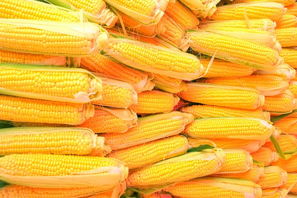 Rauwe Maïskolven Stapel Gezond Zomervoedsel Concept Verse Ongekookte Maïskolven Koop — Stockfoto