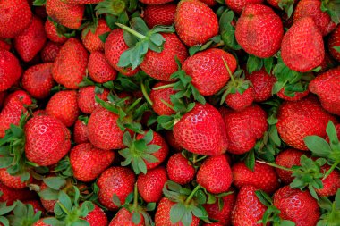 Olgun yerel ürünler organik çilek. Çiftçi pazarında bir yığın kırmızı böğürtlen topla. Bahar temizliği için taze sağlıklı vejetaryen diyeti. Arkaplan, üst görünüm, metin için alanı kopyala. Temiz yeme kavramı