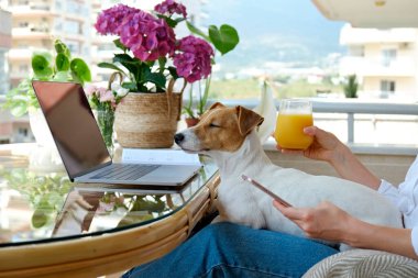 Genç bir kadın balkonda oturuyor, telefonunu kaydırıyor ve portakal suyu içiyor. Jack Russell Terrier ile evde çalışan bir kadın. İç, arka plan, kapat, kopyala.
