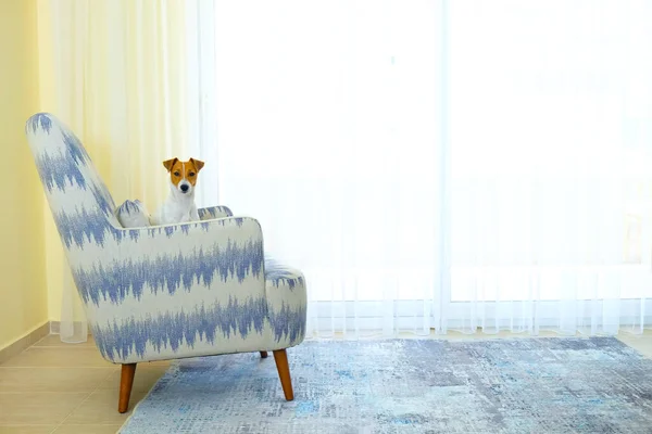 Ciekawy Szczeniak Jack Russell Terrier Sam Mieszkaniu Uroczy Piesek Złożonymi — Zdjęcie stockowe