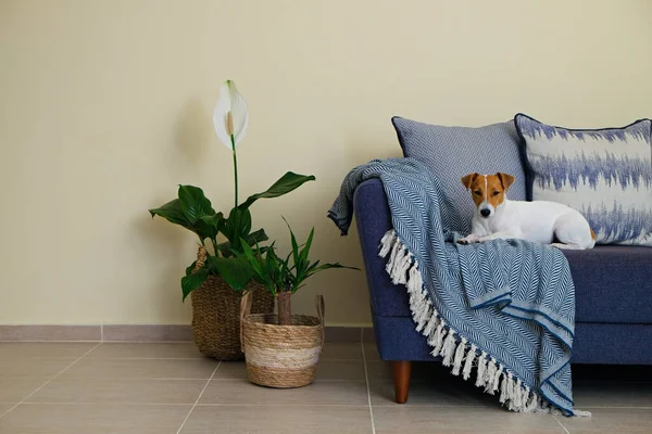 好奇的Jack Russell Terrier一个人在公寓里可爱的小狗 竖起耳朵躺在家里的蓝色沙发上 脸上挂着滑稽的表情 复制空间 — 图库照片