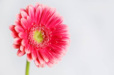 Görünür taç yaprağı desenli tek renkli Gerbera çiçeğinin stüdyo çekimi. Pembe yapraklı çiçek. Üst görünüm, izole edilmiş, kopyala alanı, kapat.