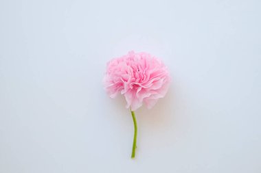 Tek bir güzel çift renkli beyaz ve pembe ranunculusun makro çekimi. Görünür taç yaprağı. Bir çiçek tomurcuğunun parlak desenleri. Üst görünüm, kapat, arkaplan, kopyala alanı, kırpılmış resim.