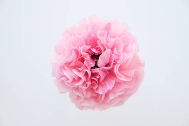 Tek bir güzel çift renkli beyaz ve pembe ranunculusun makro çekimi. Görünür taç yaprağı. Bir çiçek tomurcuğunun parlak desenleri. Üst görünüm, kapat, arkaplan, kopyala alanı, kırpılmış resim.