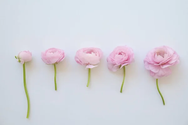 Prachtige Tedere Roze Witte Bicolor Ranunculus Boeket Gelegd Een Rij — Stockfoto