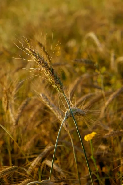 収穫期の概念 柔らかい日没の光の中で大規模な栽培フィールドで黄金の小麦の耳のマクロショット 閉じる テキストのコピースペース — ストック写真