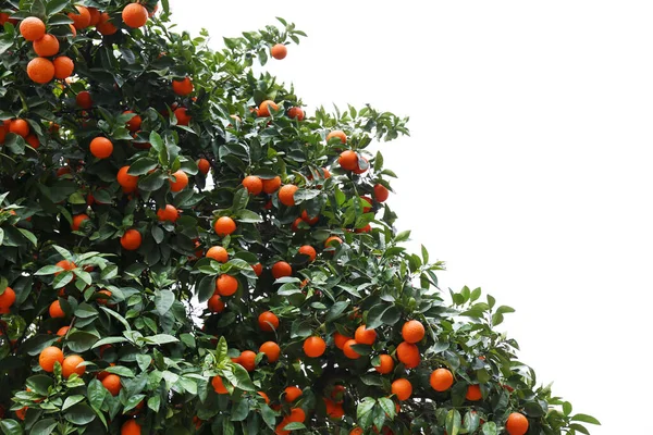 Nahaufnahme Von Mehreren Bio Orangen Die Ästen Garten Lokaler Bauern — Stockfoto