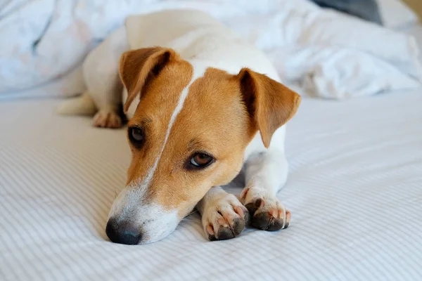 毛布と枕でベッドの上で所有者を待っている大きな耳を持つかわいいジャック ラッセル テリアの子犬 面白い毛皮の汚れだけでベッドの中で小さな愛らしい犬 スペースをコピーし — ストック写真