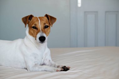Koca kulaklı şirin Jack Russel teriyeri. Battaniyeli ve yastıklı yatağın sahibini bekliyor. Yatağında tek başına komik kürk lekeleri olan sevimli bir köpek. Kapat, kopyala boşluk, arkaplan.