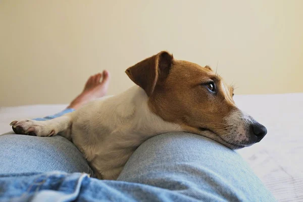 Gehakt Schot Van Schattige Jack Russell Terrier Pup Zittend Zijn — Stockfoto