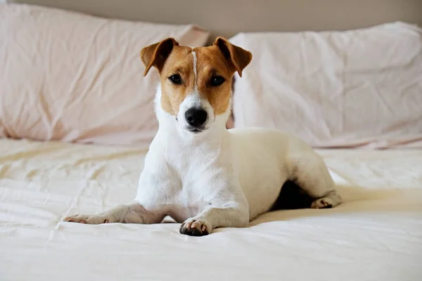 Carino Jack Russel Cucciolo Terrier Con Grandi Orecchie Attesa Proprietario — Foto Stock